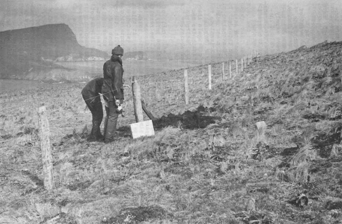 Campbell-Island-Sheep-Fence