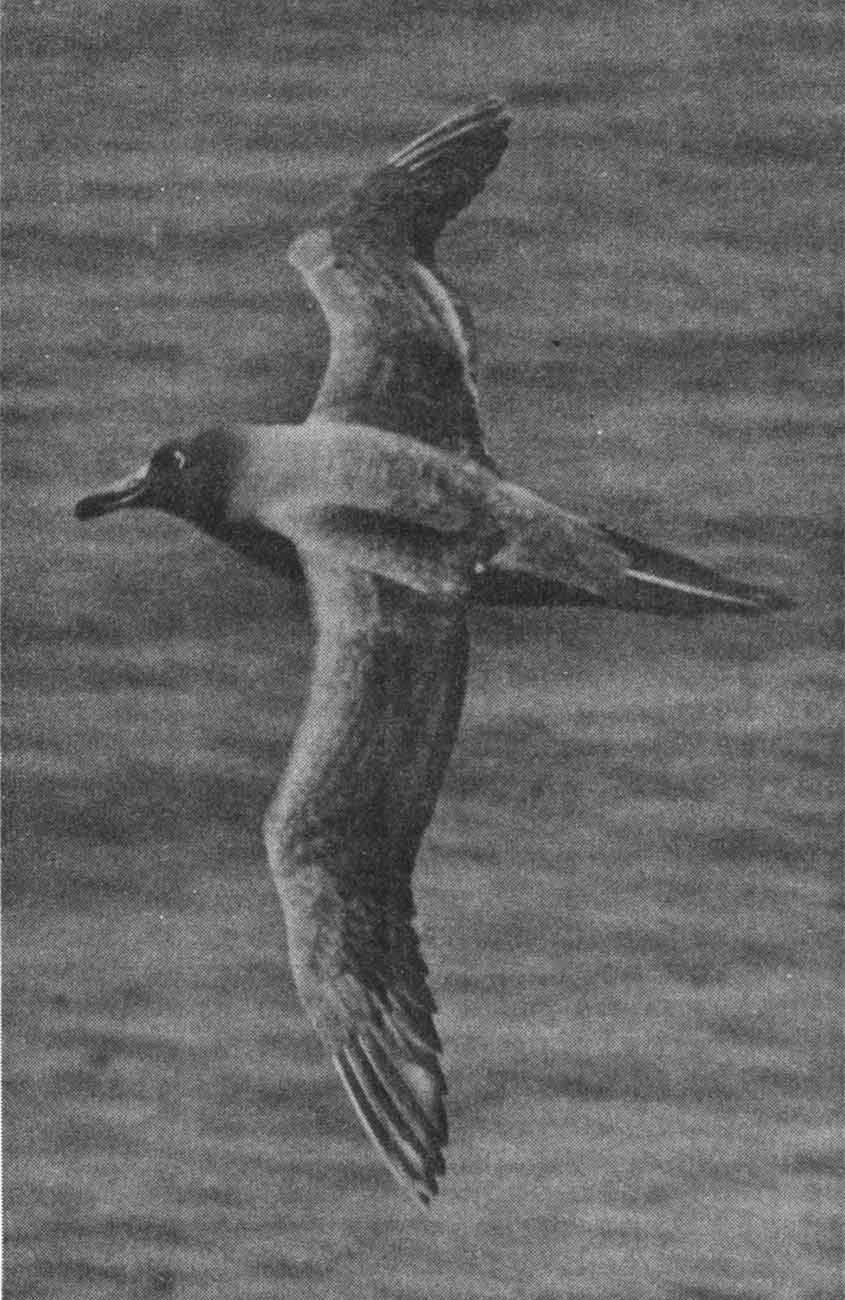 Light Mantled Sooty Albatross at Campbell Island Light Mantled Sooty Albatross at Campbell Island